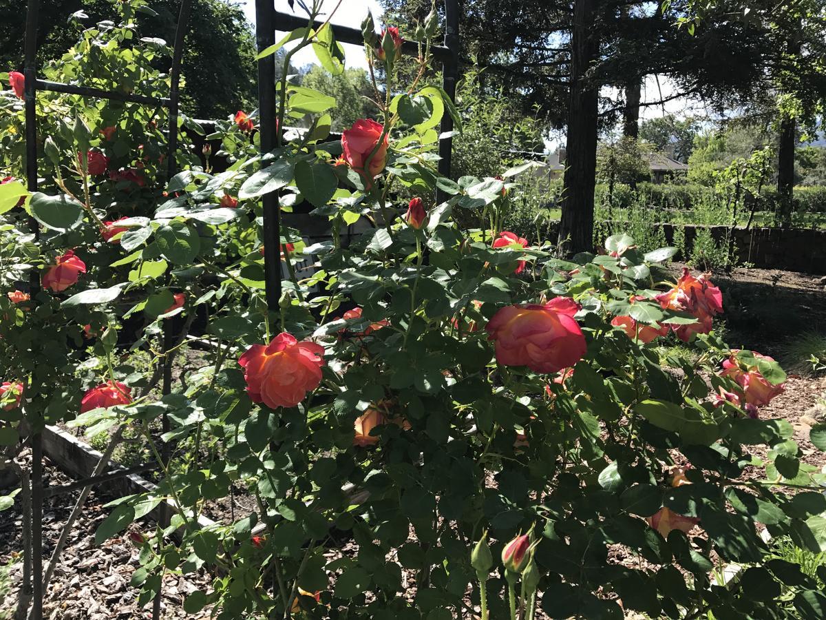 Trailside Calistoga